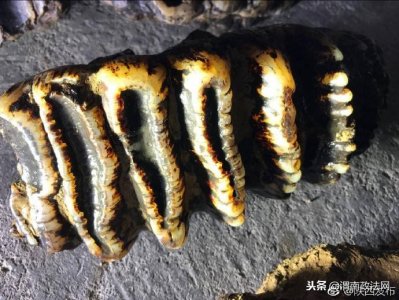 汉中天坑群调查发现剑齿象化石