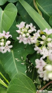 秋天路边上的萝藦花开