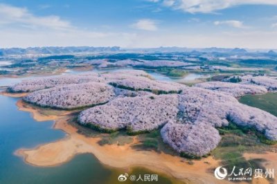 不负春光!贵州万亩樱花盛开现粉色花海