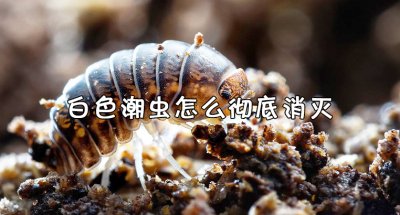 ​白色潮虫怎么彻底消灭？彻底消灭白色潮虫的详细步骤方法