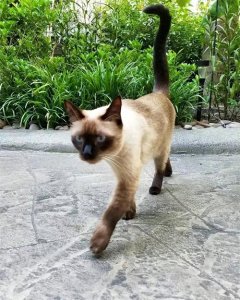 ​今天给大家介绍“暹罗猫”，来自皇宫的贵族