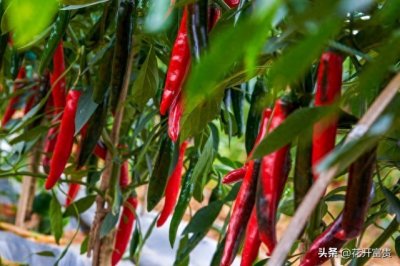辣椒催芽秘籍曝光!3-5天出苗,告别病害,丰收在望!