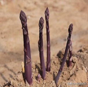 ​这种产自于美国的紫芦笋，营养价值高还能生吃，如今是个名贵蔬菜