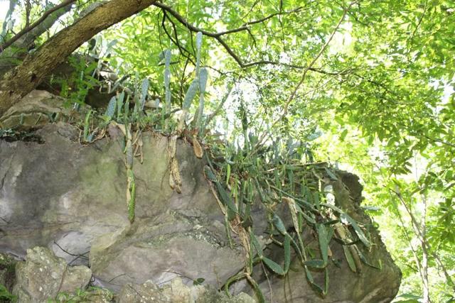 贵州游黄果树瀑布攻略最新（领着孩子去有诗的远方）(8)