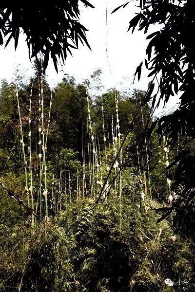 蜀南竹海旅游攻略自驾(如何一天内自驾玩转蜀南竹海)(7)