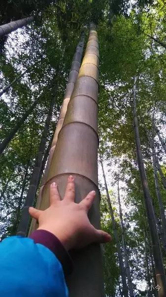 蜀南竹海旅游攻略自驾(如何一天内自驾玩转蜀南竹海)(10)