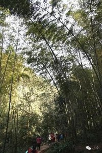 蜀南竹海旅游攻略自驾(如何一天内自驾玩转蜀南竹海)