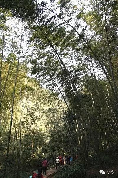 蜀南竹海旅游攻略自驾(如何一天内自驾玩转蜀南竹海)(1)