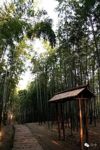 蜀南竹海旅游攻略自驾(如何一天内自驾玩转蜀南竹海)(22)