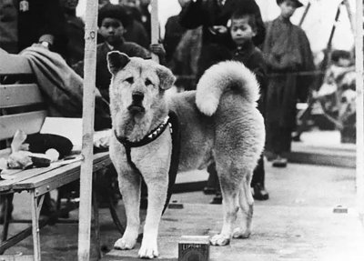 八公原型:主人死后曾遭虐待,车站苦等10年后病死,与主人同葬