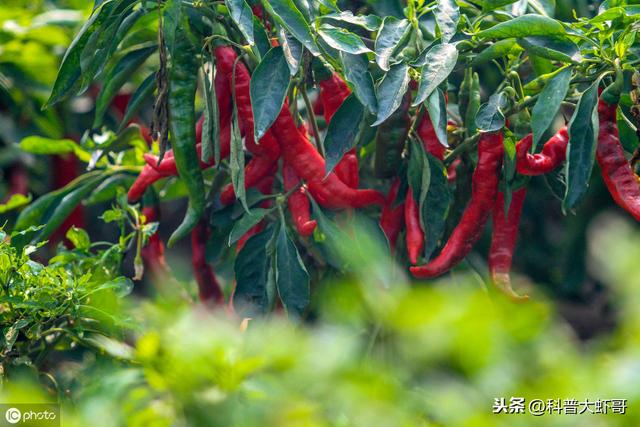 超实用生活小窍门100个(经典实用生活小窍门大全收集)(4)