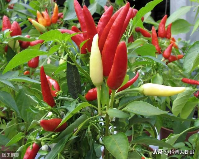 超实用生活小窍门100个(经典实用生活小窍门大全收集)(3)