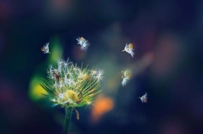 娱乐圈谁养小鬼 娱乐圈养小鬼被反噬的女明星