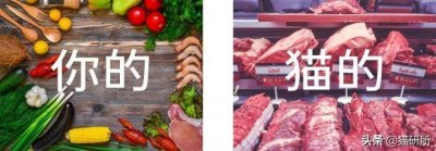 为什么猫咪感受不到甜味(猫尝不出甜味却喜欢吃甜的东西)