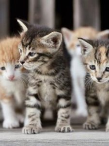 两个月的猫咪怎么喂养