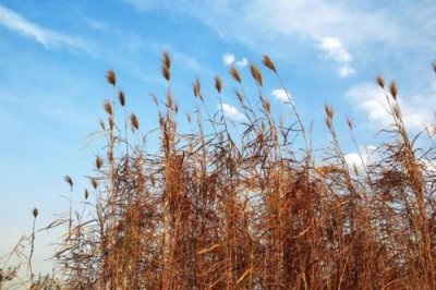 ​描写秋天的语句20字 描写秋天的语句短句