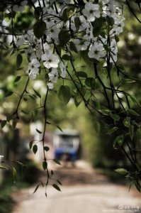 ​唯见林花落,莺啼送客闻_唯见林花落,莺啼送客闻打一动物