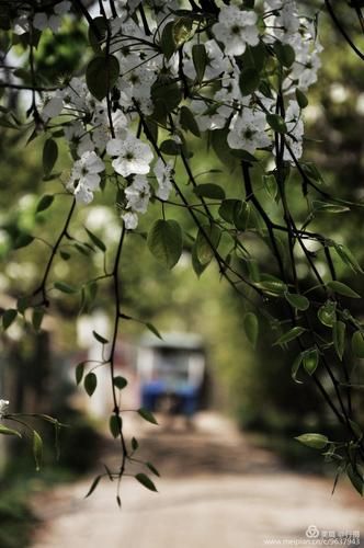 唯见林花落,莺啼送客闻_唯见林花落,莺啼送客闻打一动物-第1张图片-