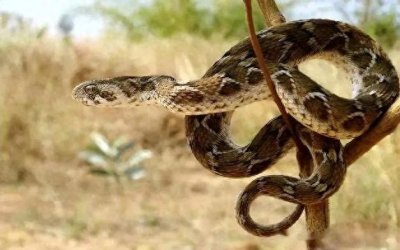 蛇獴:自然界的毒蛇克星,勇敢无畏的捕猎高手!