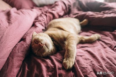 关于猫在睡眠中抽搐你需要知道的一切