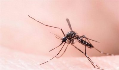 广州“蚊子工厂”:每年生产3.6亿只“蚊子”,专在人多地方释放