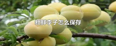 ​新鲜李子怎么保存