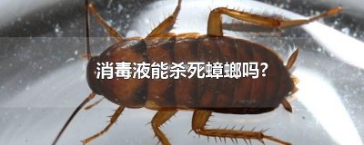 ​消毒液能杀死蟑螂吗?
