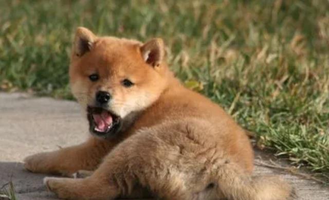 生活狗肉大国的很多年轻人不再吃狗肉 你认为应该禁止吃狗肉吗 2