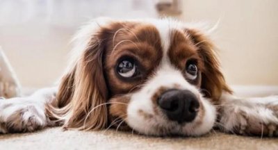 狗肉大国的很多年轻人不再吃狗肉 你认为应该禁止吃狗肉吗