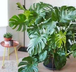 龟背竹叶子边缘发黄干枯是怎么回事(叶片发黄下垂剪掉吗)