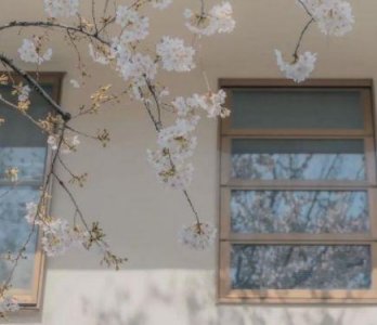 ​常用花朵优美句子