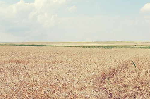 描写春天美景的词语80句