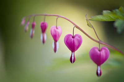 ​赞美花开的好看的句子(49句)