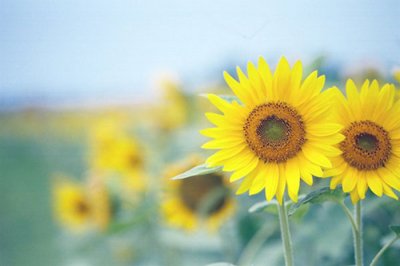 ​描写人物的优美语句36句