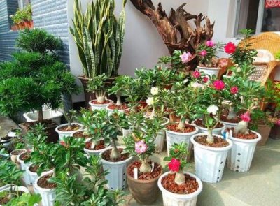 ​家里花开了,发朋友圈 家里的花开得好美句子