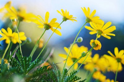 ​浮生六记的优美句子有哪些？(85句)