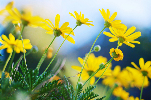 浮生六记的优美句子有哪些？(85句)