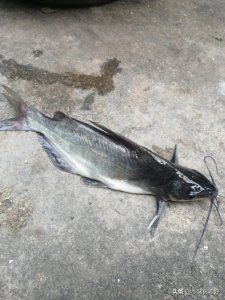 ​松涛水库往事：那一年鱼贩子让白骨鱼几乎绝种