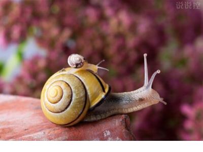 小学生拟人的句子大全