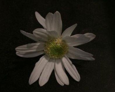 感人肺腑表白句子