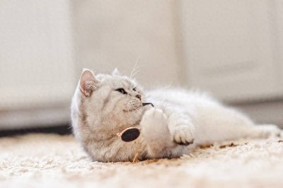 猫咪喜欢挨着人睡觉的原因揭秘,竟然是为了这个!