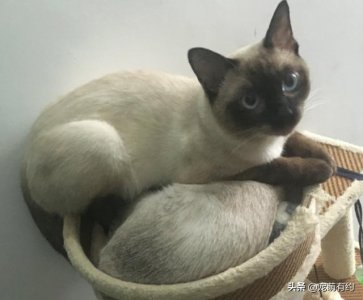 全世界最著名的宠物猫、短毛猫中的贵族——暹罗猫,你喜欢吗?