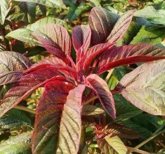 ​雪樱子是什么？有什么作用？