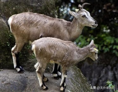 ​每日一动物： 岩羊 【yán yáng】