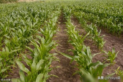 农作物喷施二甲戊灵除草剂容易产生药害,了解原因,注意使用方法