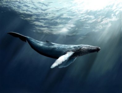 ​Alice——“孤岛的鲸”