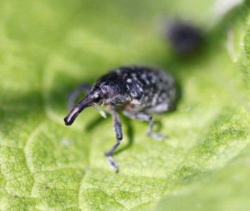 ​防不胜防的米象：米象是如何悄无声息地藏进米袋的？如何消灭米象