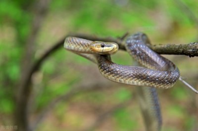 眼镜蛇科的伪装大师,一副蝰蛇样的南棘蛇,却是有名的全村吃饭蛇