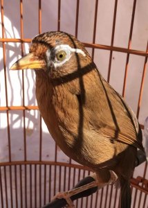 画眉斗鸟的挑选,你知道吗?