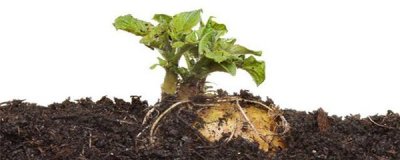 ​发芽的土豆怎么种盆栽